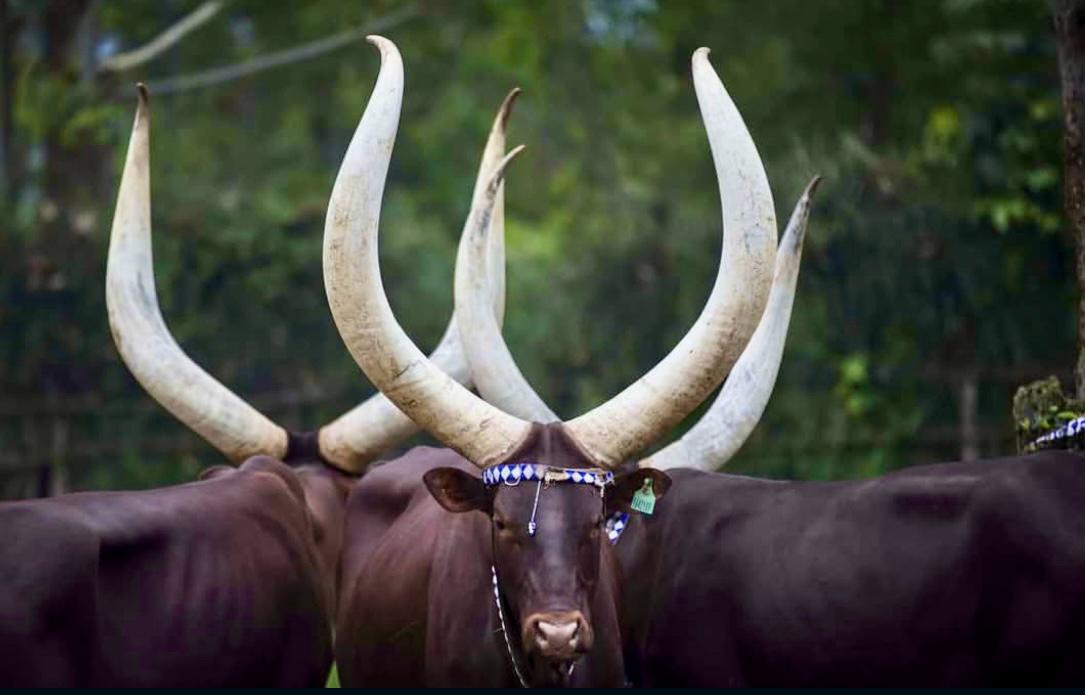 2-Day Rwanda Cultural Discovery